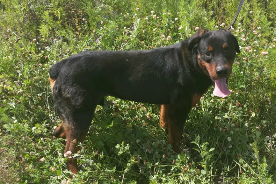Спасенный от голодной смерти пес поступил на госслужбу в Хабаровском крае