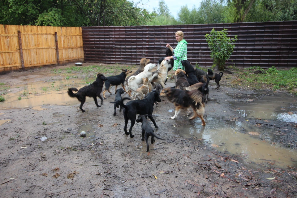 Сегодня в питомнике Аллы Вагнер содержатся 52 собаки и пару десятков кошек.