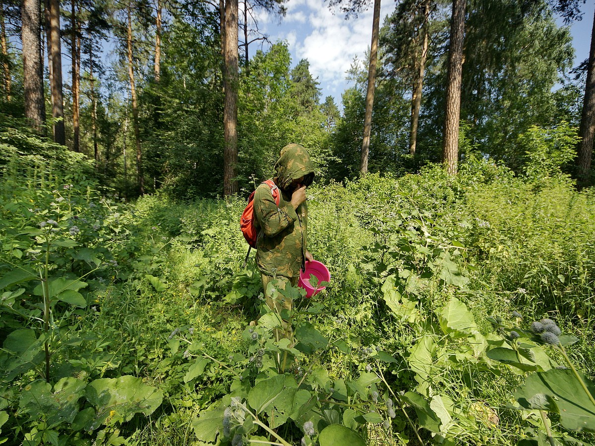 Во владимирских лесах можно замерзнуть и умереть от жажды - KP.RU