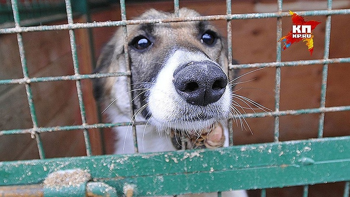 Неравнодушных россиян приглашают взять на прогулку бездомных животных из  приютов - KP.RU