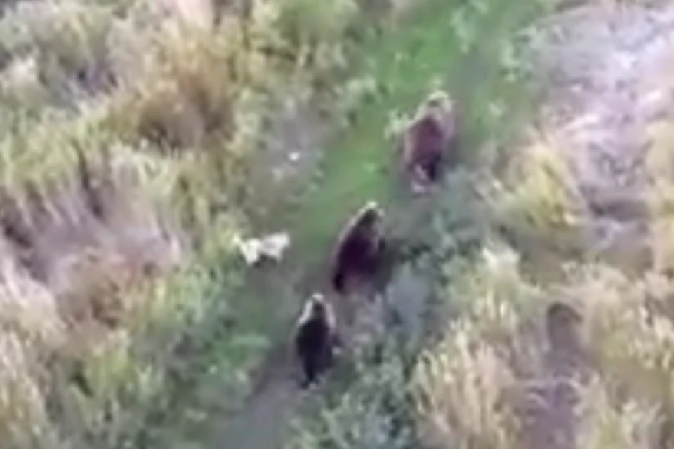 На Камчатке лайка сбежала в лес и подружилась с семьей медведей