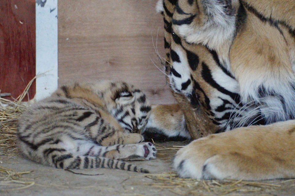У тигрицы Эрны это первое потомство. Фото: Алексей БУЛАТОВ.