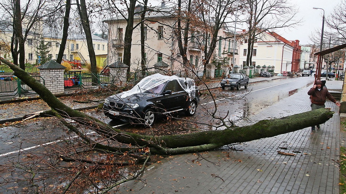 Дерево рухнуло на машину молодой семьи у здания детского садика в Пскове -  KP.RU