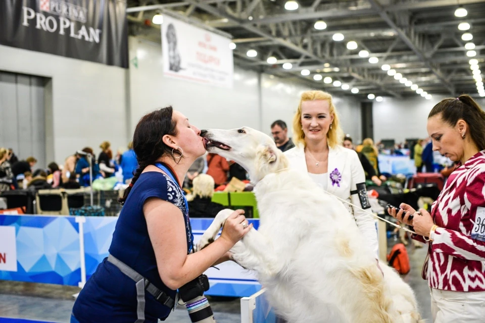 Выставка «Россия» ежегодно собирает в павильонах МВЦ «Крокус Экспо» порядка 10 000 тыс. собак более 300 пород из всех регионов России: от Калининграда до Сахалина и от Новороссийска до Якутска.
