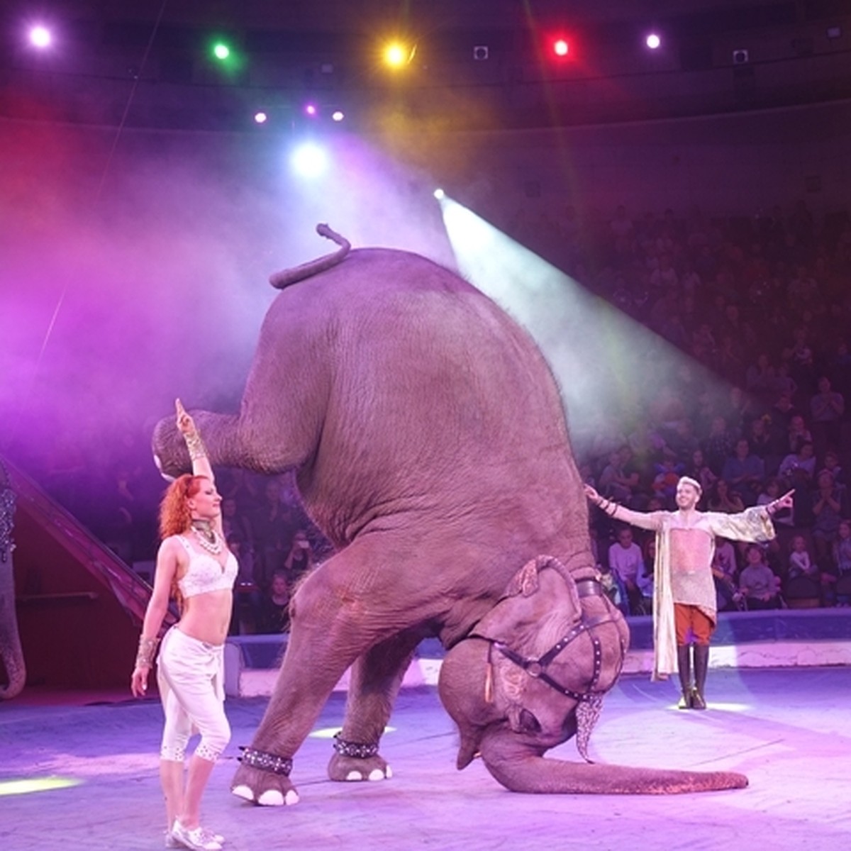 Индийский слон в цирке
