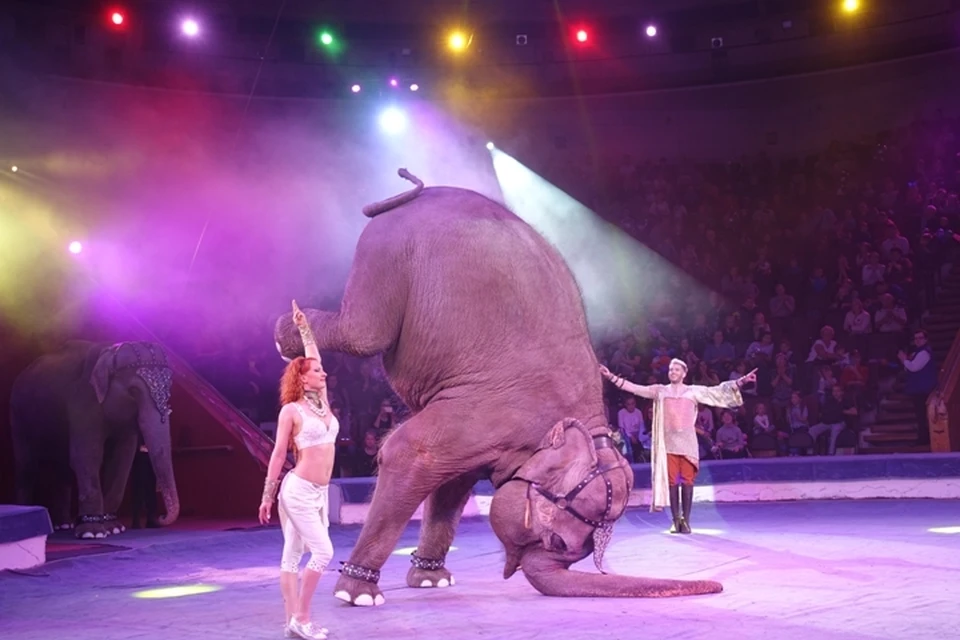 Слон на шаре и обезьянки под куполом: шоу «Инди-ра» в новокузнецком цирке