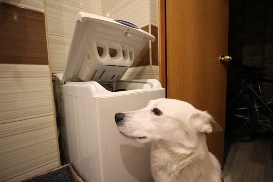 Шарик с нетерпением ждет, когда отремонтируют стиральную машинку.