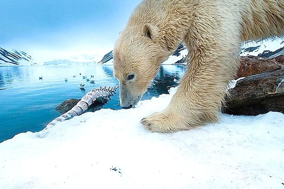 Норвежские зоологи: недостаток льда может привести к вымиранию белых  медведей - KP.RU