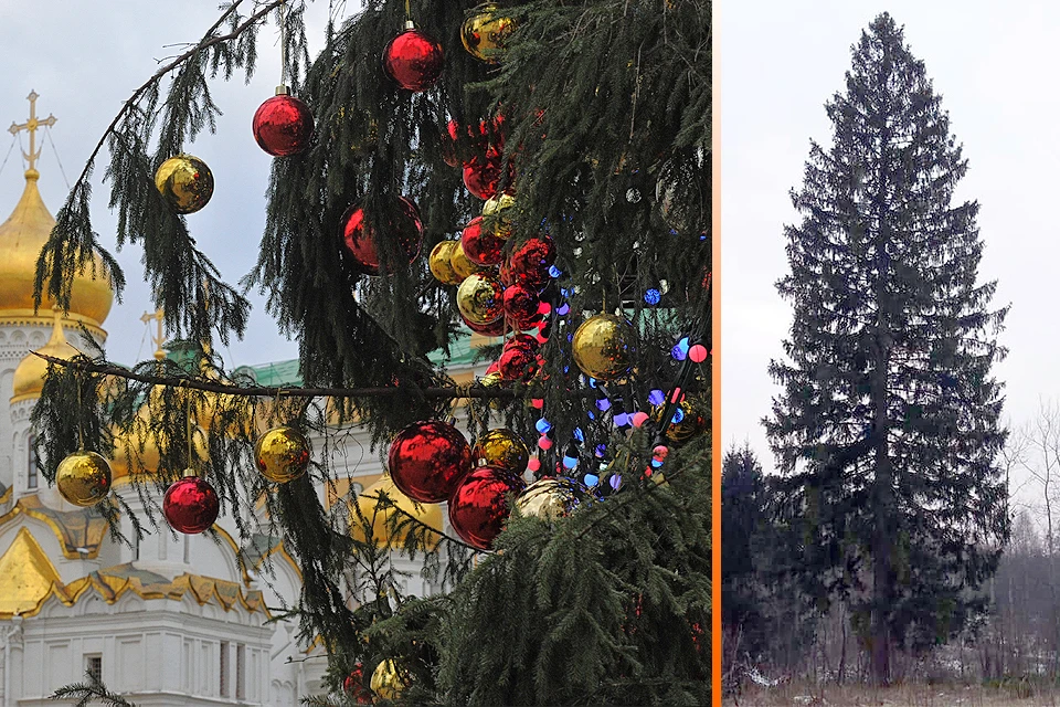 В этом году новогодняя елка будет доставлена в Кремль из Щелковского района Подмосковья.