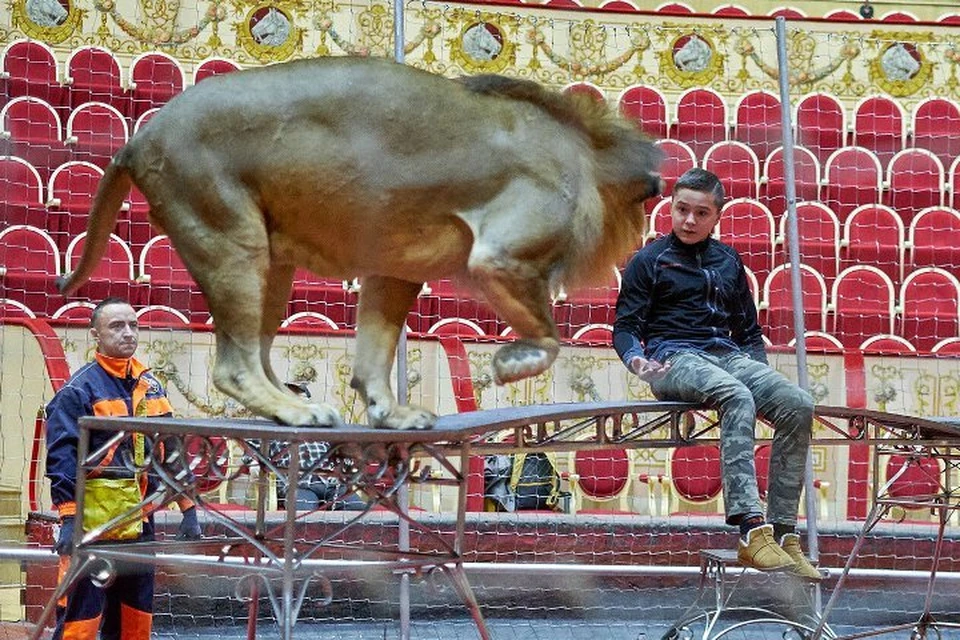 Тимур Гончаров и его любимец лев Гриша.