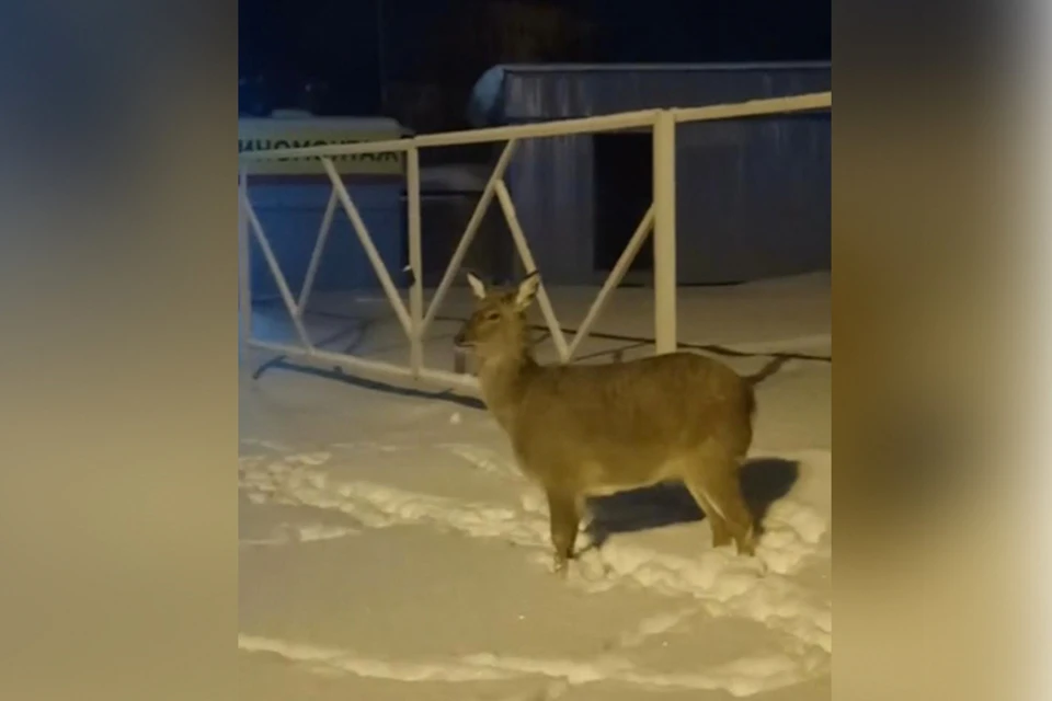 Милого олененка обнаружил нижегородец Георгий Мамагулашвили 27 декабря.