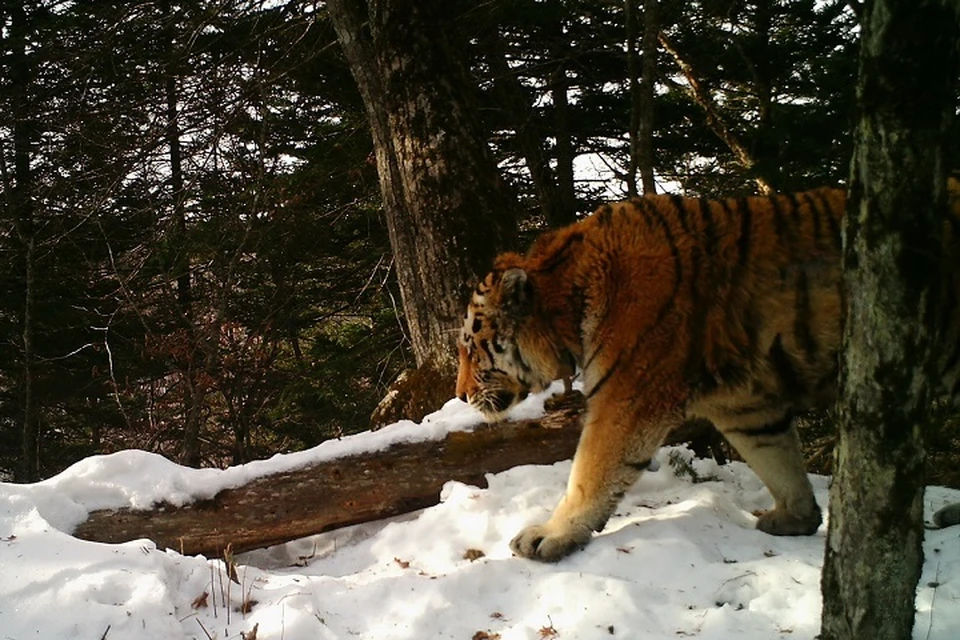 Тигр Тихон в объективе фотоловушки. Фото: Нацпарк «Земля леопарда».