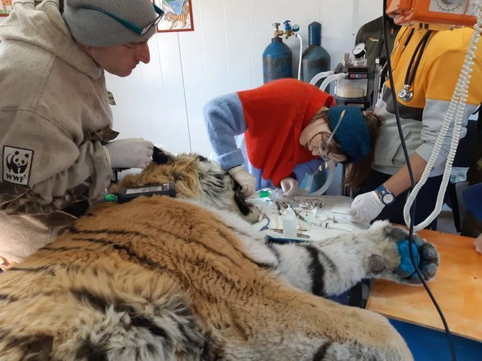 Тигра усыпили на час, чтобы профессионалы помогли ему избавиться от боли. Фото: WWF России