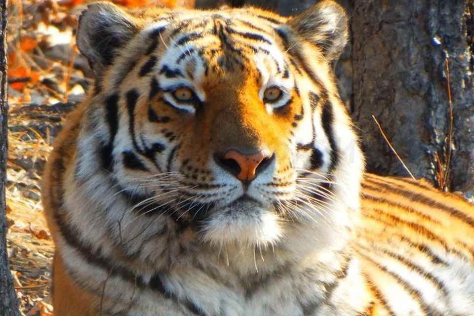 Тигр Амур, по словам директора Приморского сафари-парка, сейчас - в самом расцвете сил. Фото: safaripark25.ru