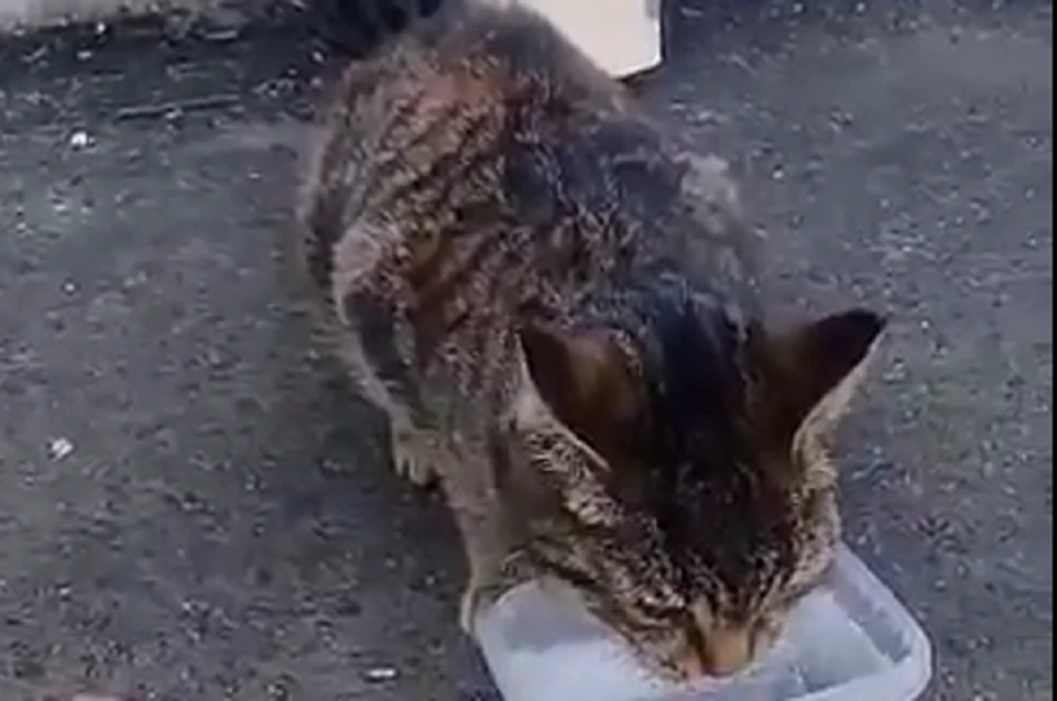 Кошка в "заточении" страдала от жажды и после освобождения никак не могла напиться. Фото: кадр видео