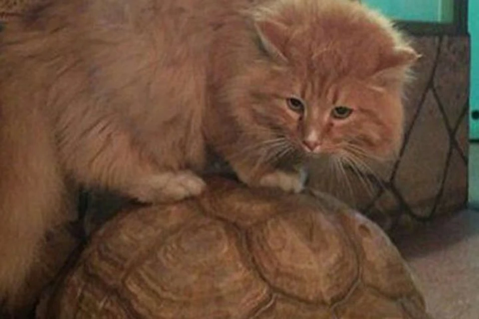 Расплата за славу: кота Батона, который предотвратил побег черепах, украли из зоогалерии Иркутска. Фото: архив зоогалереи Иркутска