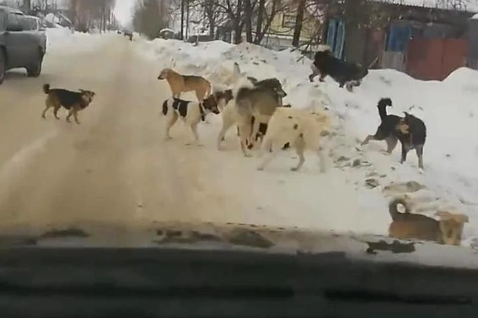 Фото: скриншот с видео