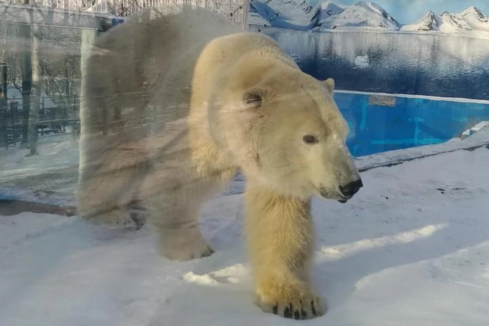 Хабар в Хабаровске отметил день белого медведя