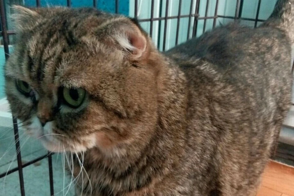 Хозяева выбросили умирать породистую кошку, узнав о ее диагнозе. Фото: ХАТИКО.