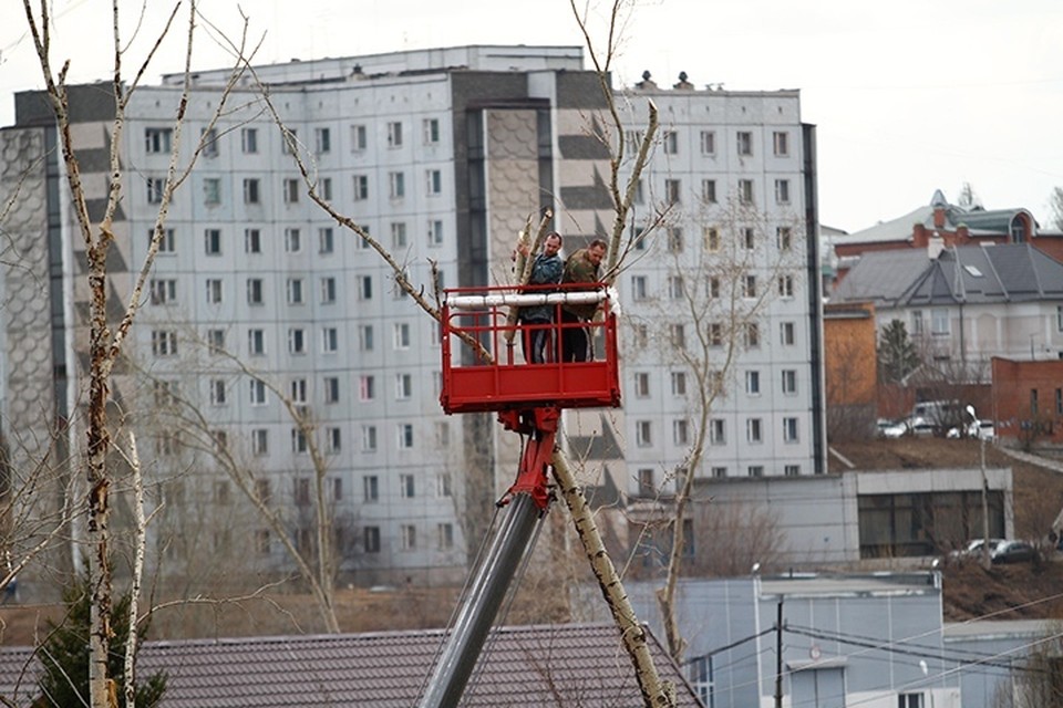 Деревья В Красноярске Фото