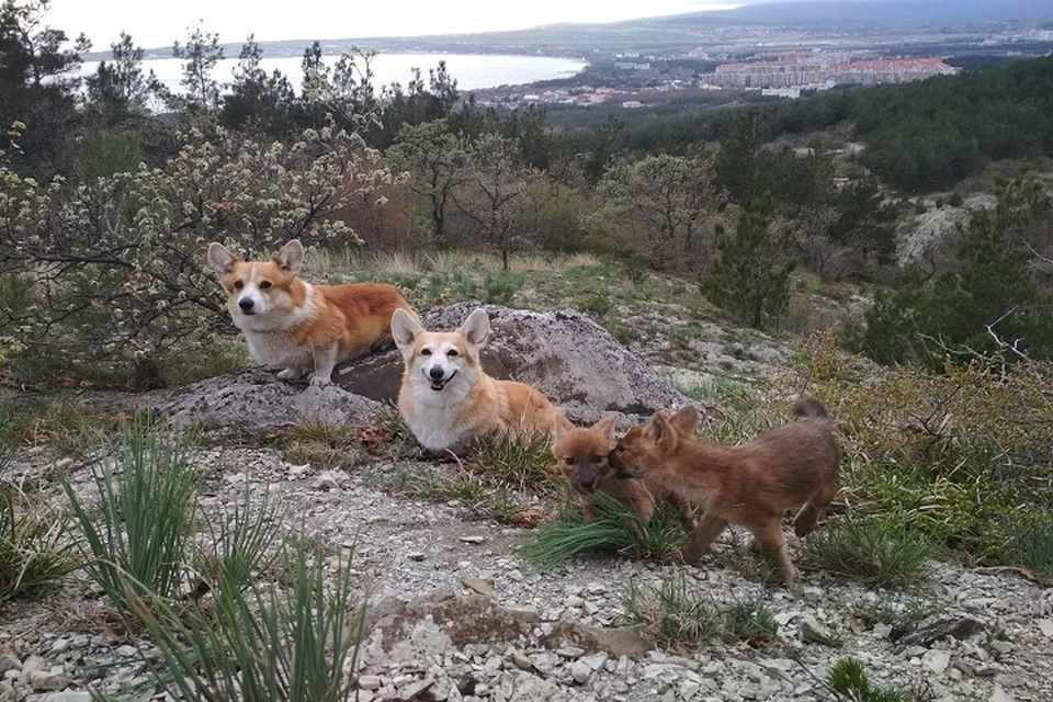 Пес Рыжий и Киса воспитывают волчат\ФОТО: Сафари-парке Геленджика
