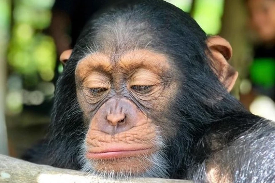 У шимпанзе Лимбани из Майами есть свой аккаунт в Инстаграме