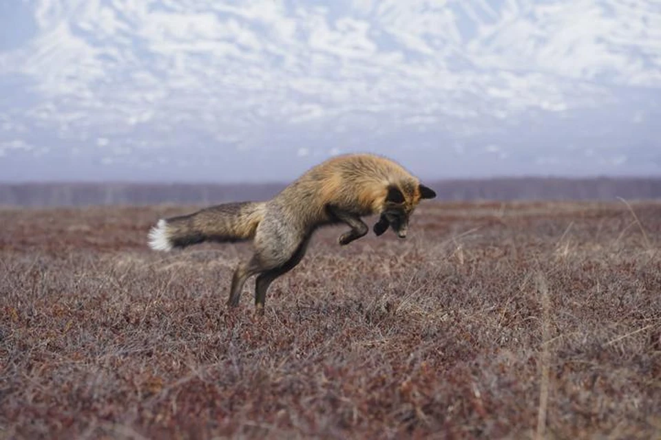 Лисички летят наверх: на Камчатке рыжая парочка влюбленных показала мастерство утонченного охотничьего прыжка. ФОТО: Нина Ким.