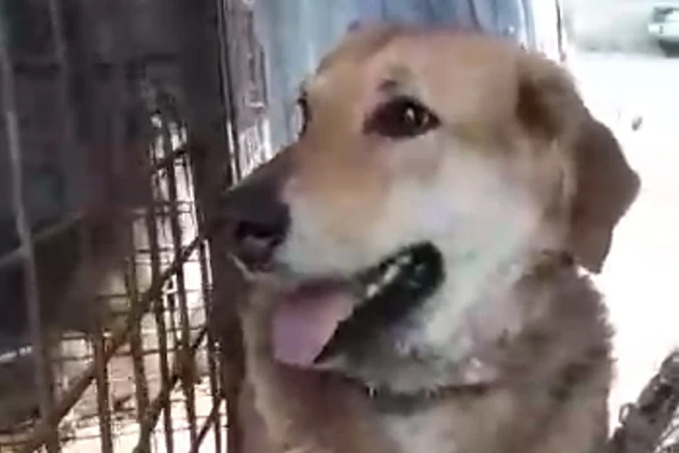 Муха наотрез отказалась выходить из машины для отлова бездомных собак Фото: стопкадр с видео «Бездомный пес»