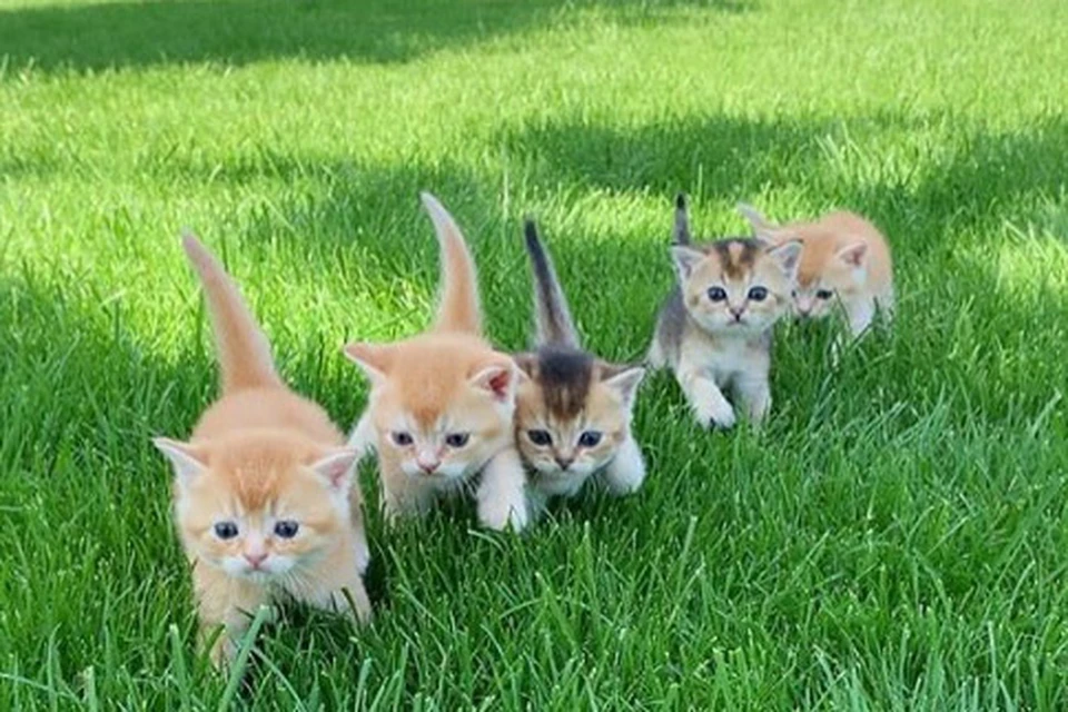Котята вышли на свою первую прогулку в парк. Фото: instagram.com/miya_goldkitty/