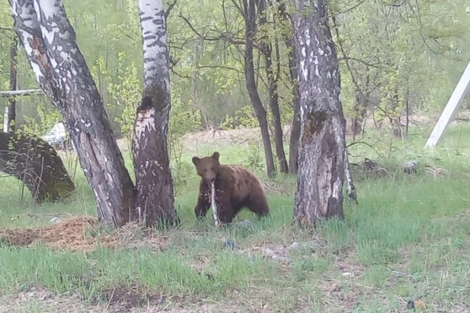 Медведицу усыпили и увезли в тайгу Фото: Надежда Думина