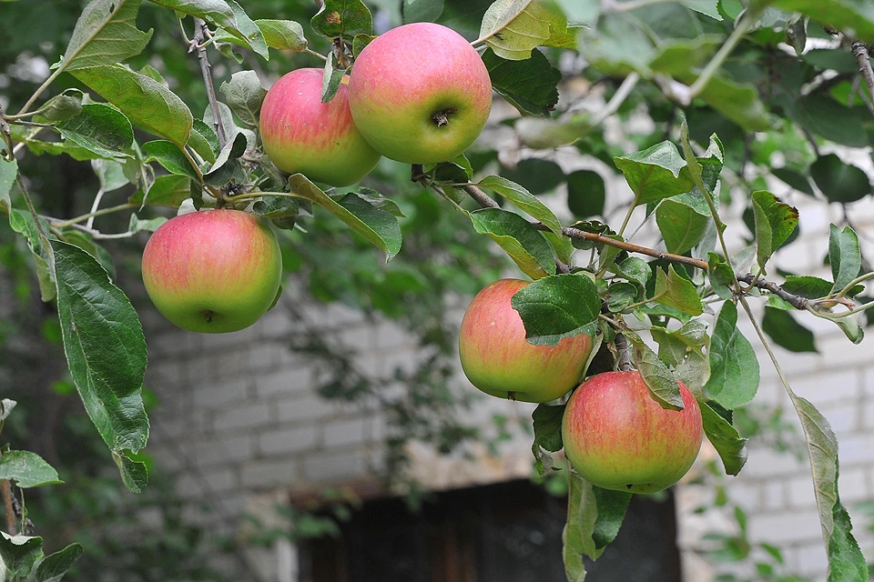 Сейчас в мире насчитывается порядка 10 тысяч сортов яблонь.