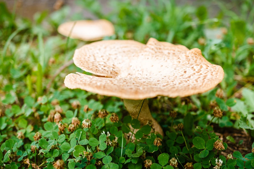 В лесах появились ранние грибы