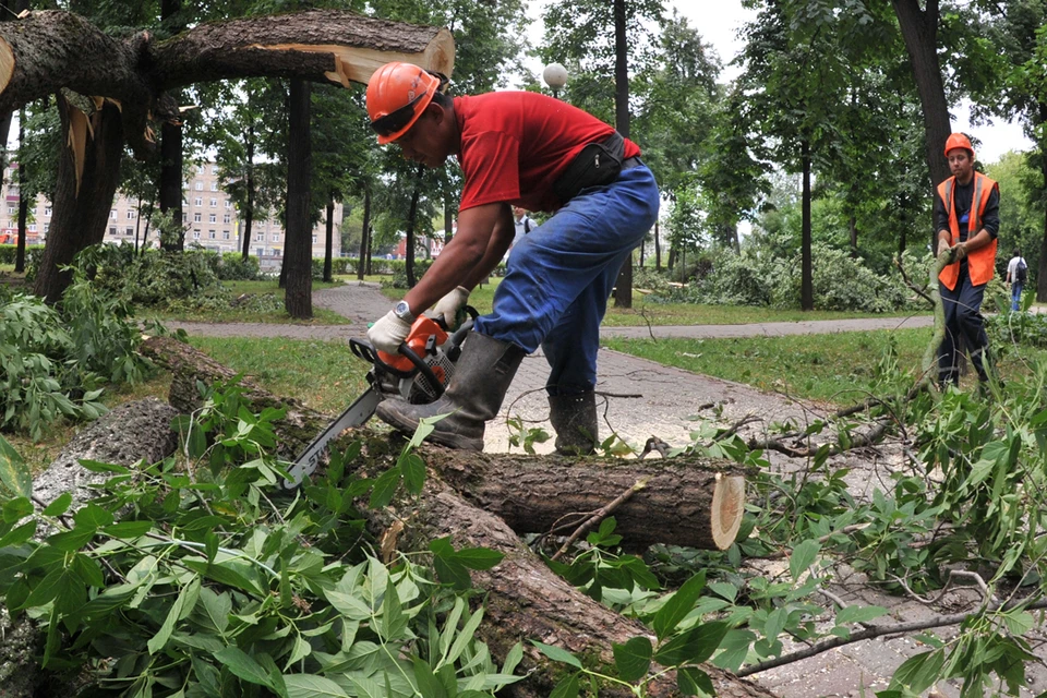 Рабочие спилили деревья несколько дней назад. Фото: Михаил ФРОЛОВ.