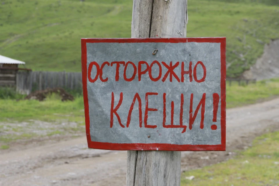 В Костромской области уже трое человек заразились боррелиозом от клещей.