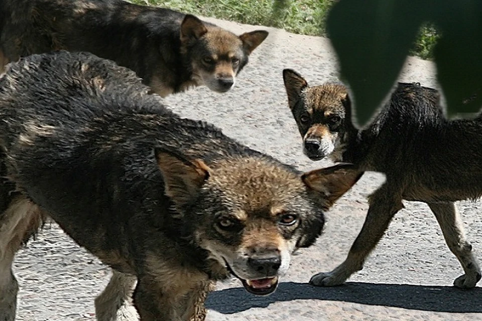 Никогда не знаешь, что у бродячих собак на уме (Фото: http://kievvlast.com.ua).