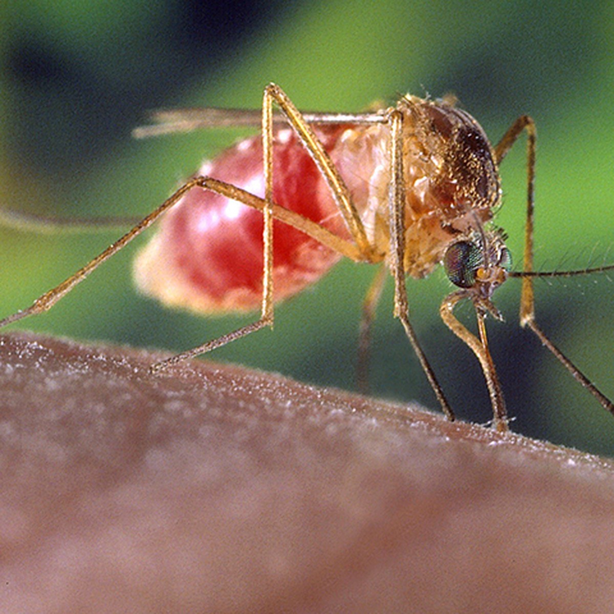 Кого больше любят кусать комары: разбираемся в запахе и группе крови