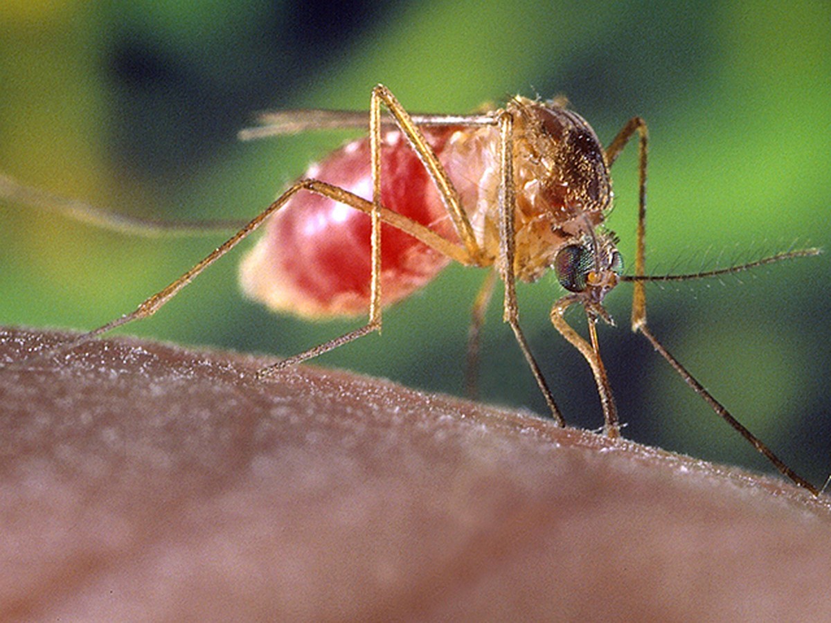 Почему комары кусают не всех людей, а только меня? Узнай причину и способ защиты