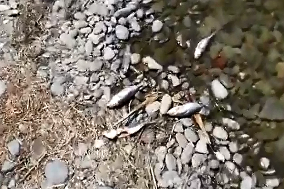 Десятки мертвой рыбы выбросились на берег озера Соленого\ФОТО: Скриншот видео очевидцев