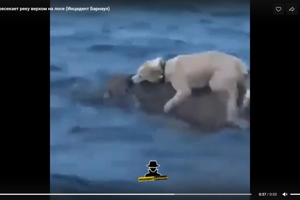 Охота на лося