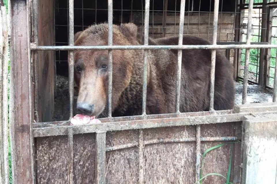 Медведь сидит в тесной клетке без воды. Фото: пресс-служба Министерства природных ресурсов и экологии Пермского края.