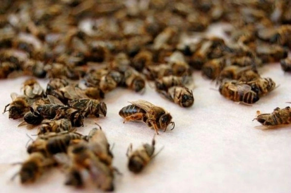 В 8 районах Удмуртии гибнут пчелы
