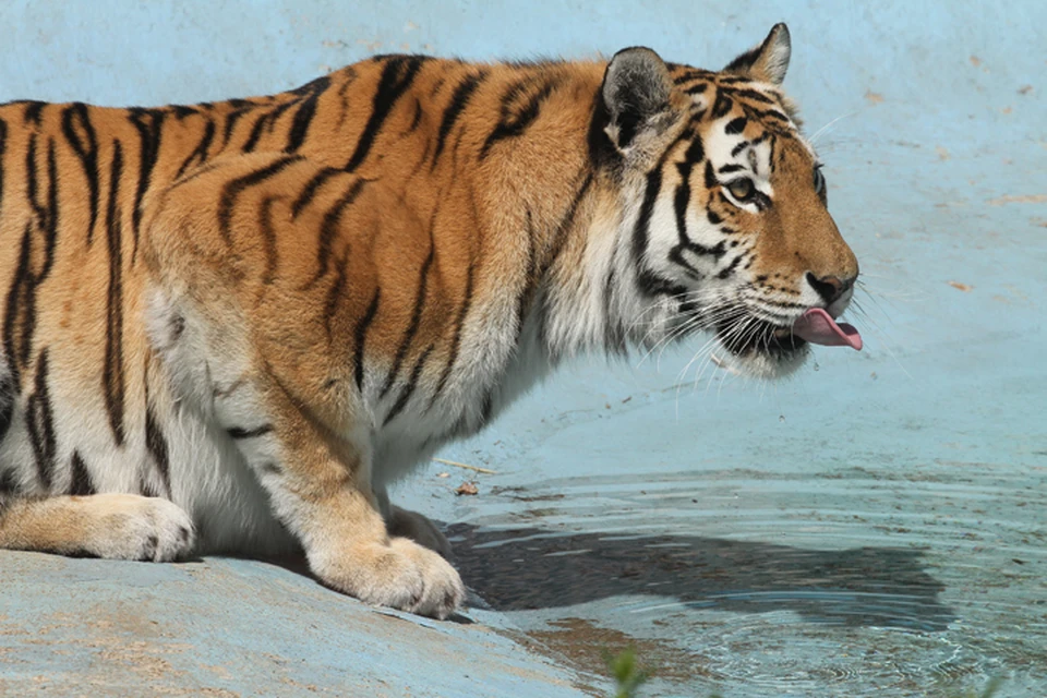 Зоопарк «Лимпопо» празднует день рождения тигрицы Амуры