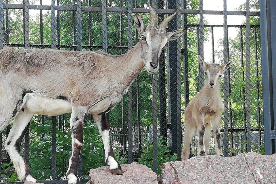 Фото пресс-службы Московского зоопарка
