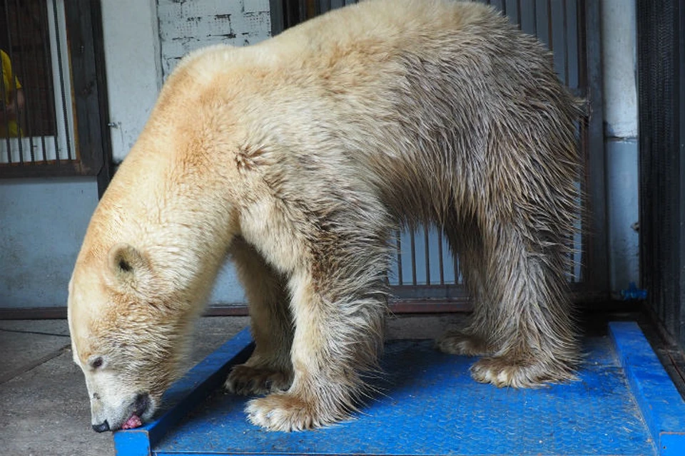Спасенная в Норильске медведица набирает вес Фото: пресс-служба Роева ручья