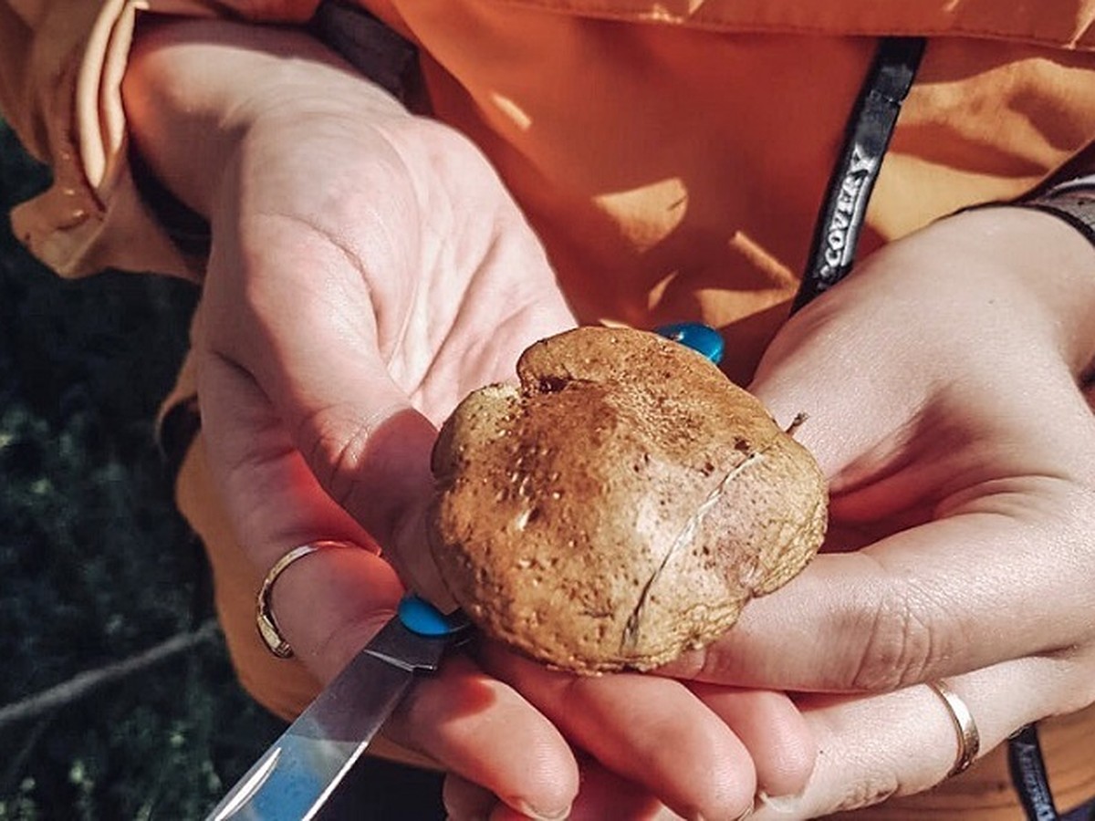 Грибы из Алисы в стране чудес 😍🍄