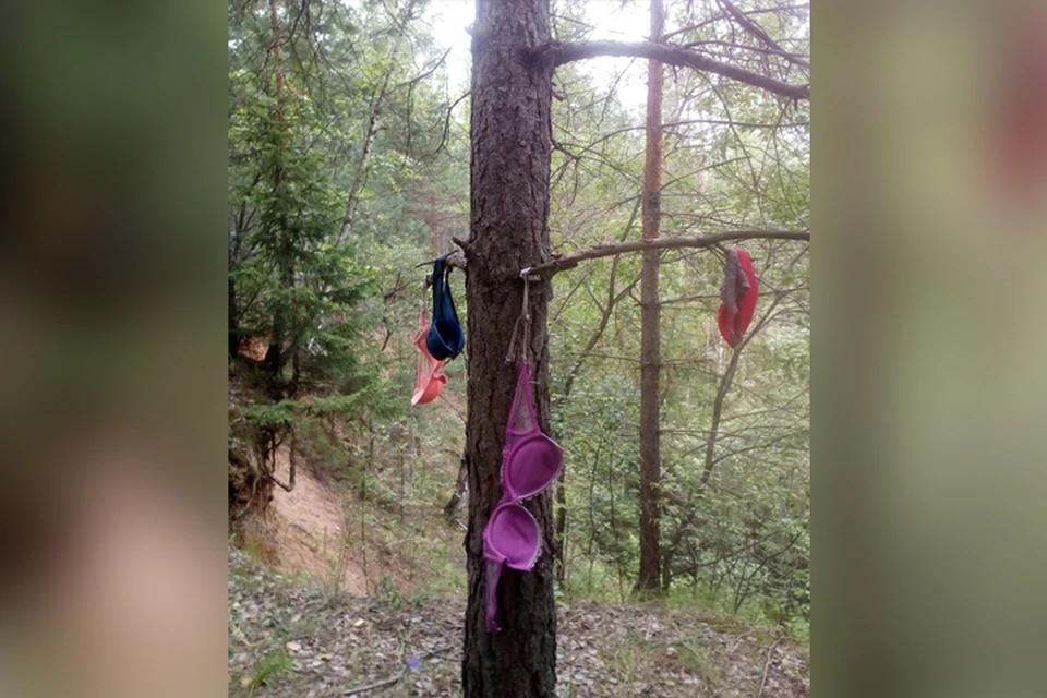 В лесу города Павлово обнаружено дерево, увешанное бюстгальтерами. Фото: https://vk.com/pavlovo4u