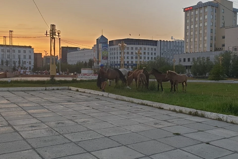 Административной комиссии Якутска поручено разработать методику привлечения хозяев лошадей к административной ответственности.