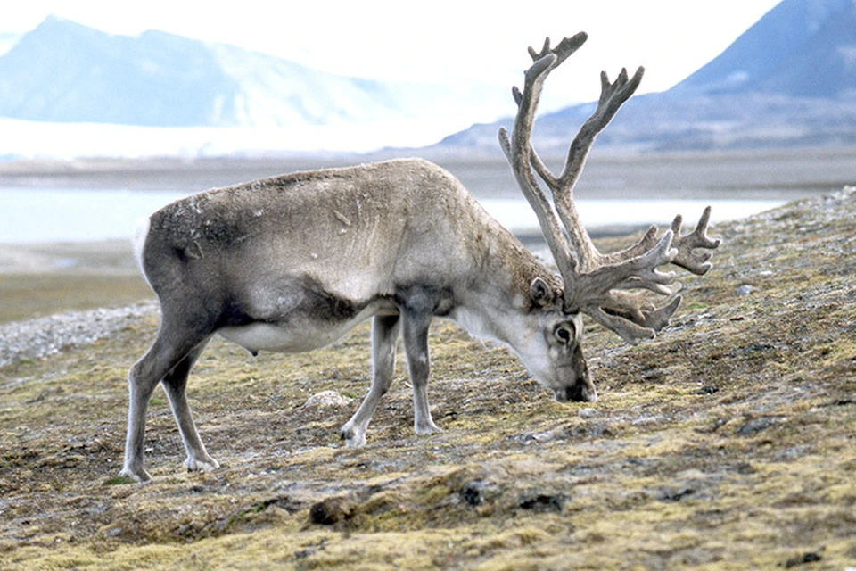 На Шпицбергене массово гибнут северные олени. Фото: с сайта inaturalist.org