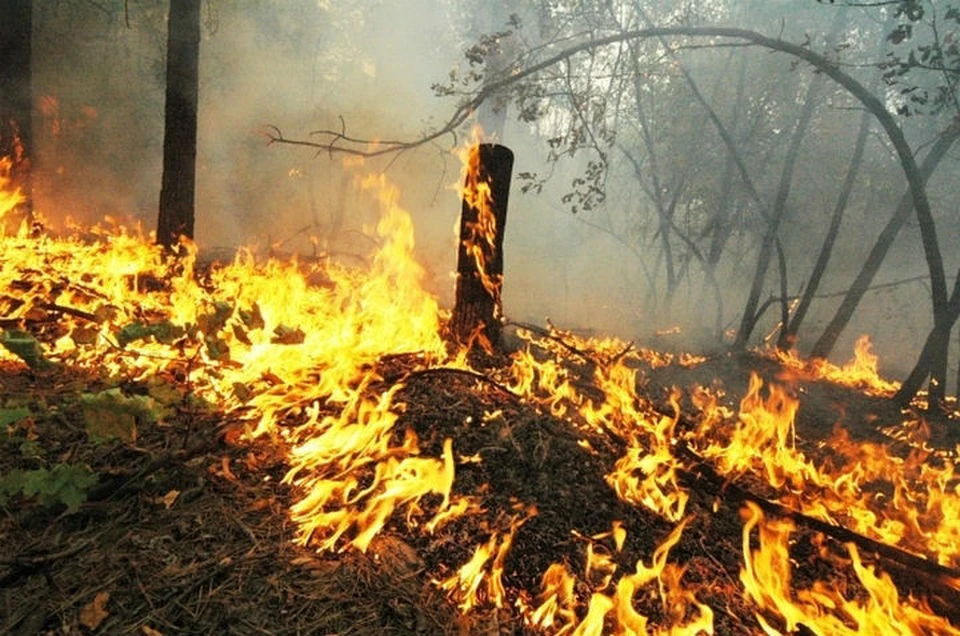 Карта лесных пожаров в Иркутской области: горит около 600 тысяч гектаров тайги