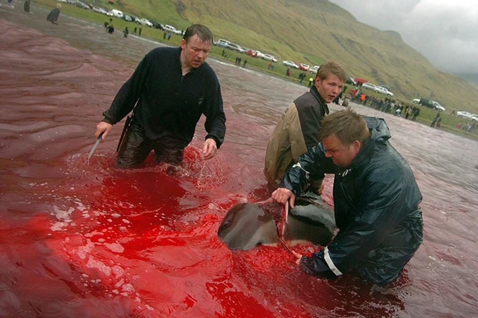 Только за этот год рыбаки убили 536 черных дельфинов